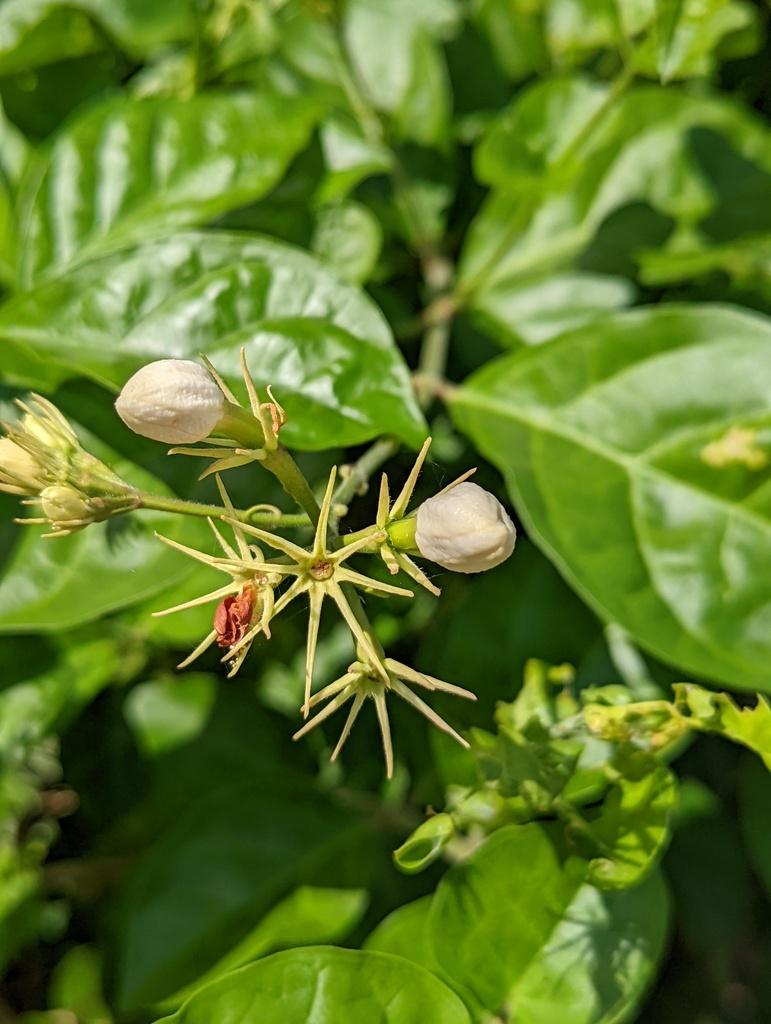 JASMINUM SAMBAC LEAF CELL EXTRACT 6