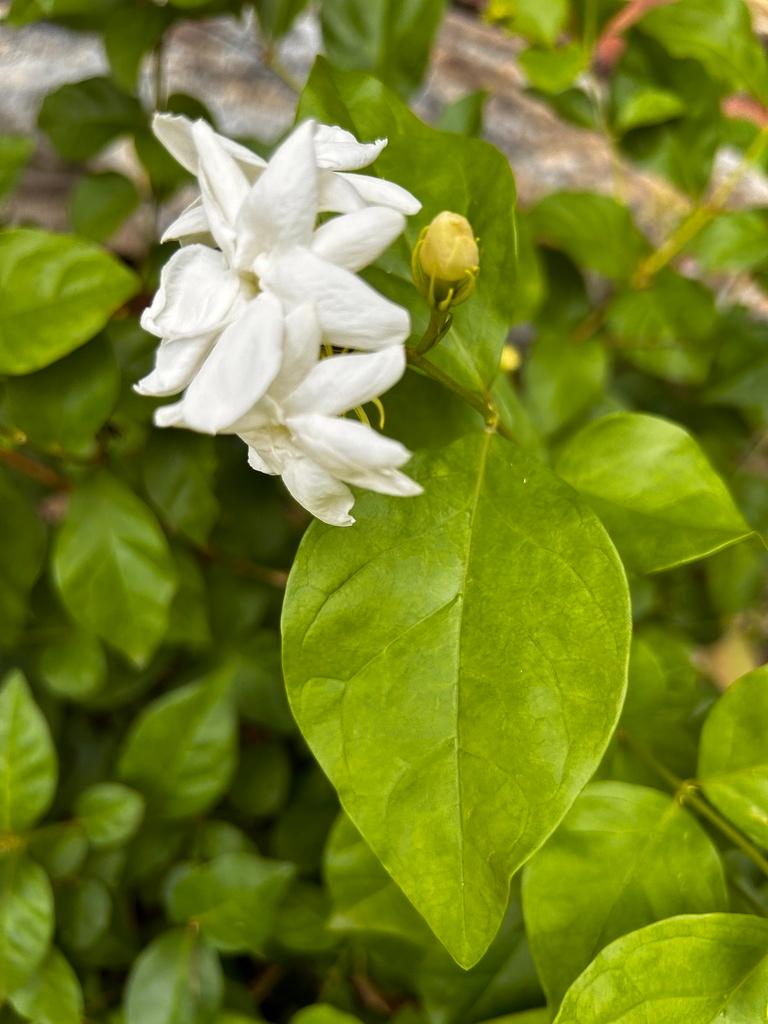 JASMINUM SAMBAC LEAF CELL EXTRACT 7