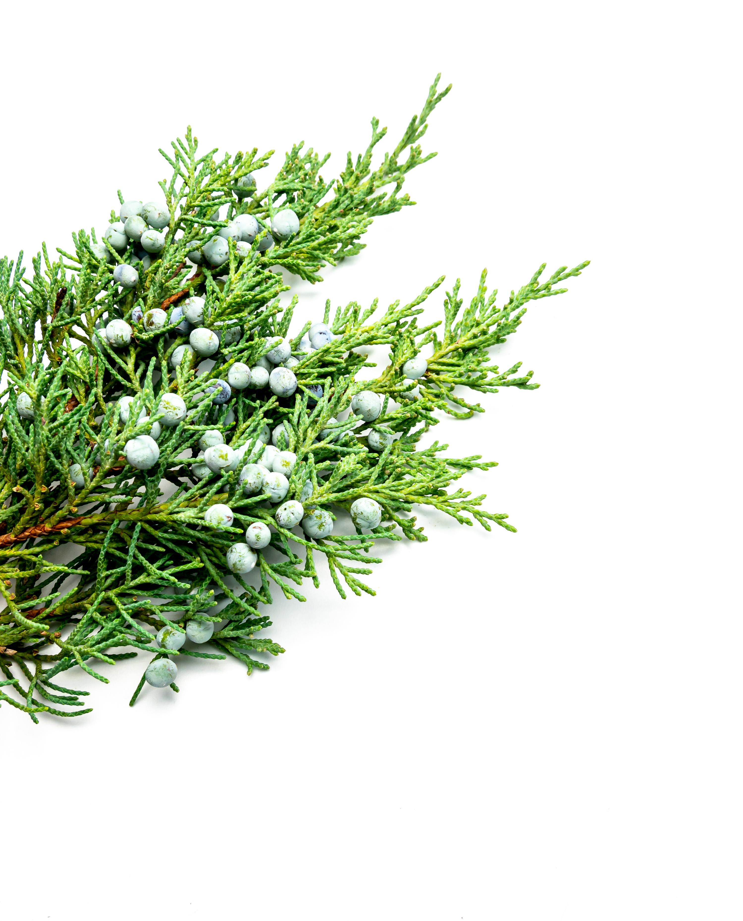 Juniper Berry 1