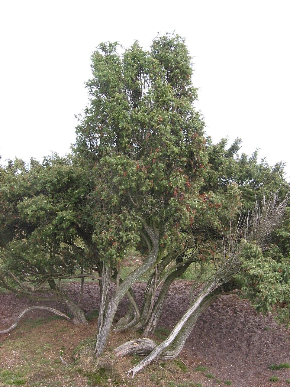 Juniperus communis fruit extract 2