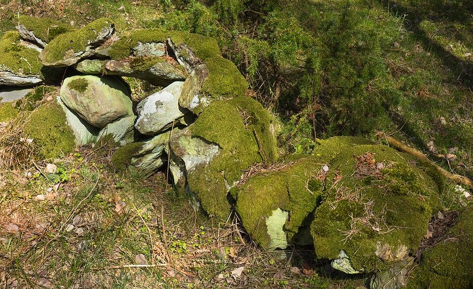 Juniperus communis fruit extract 4