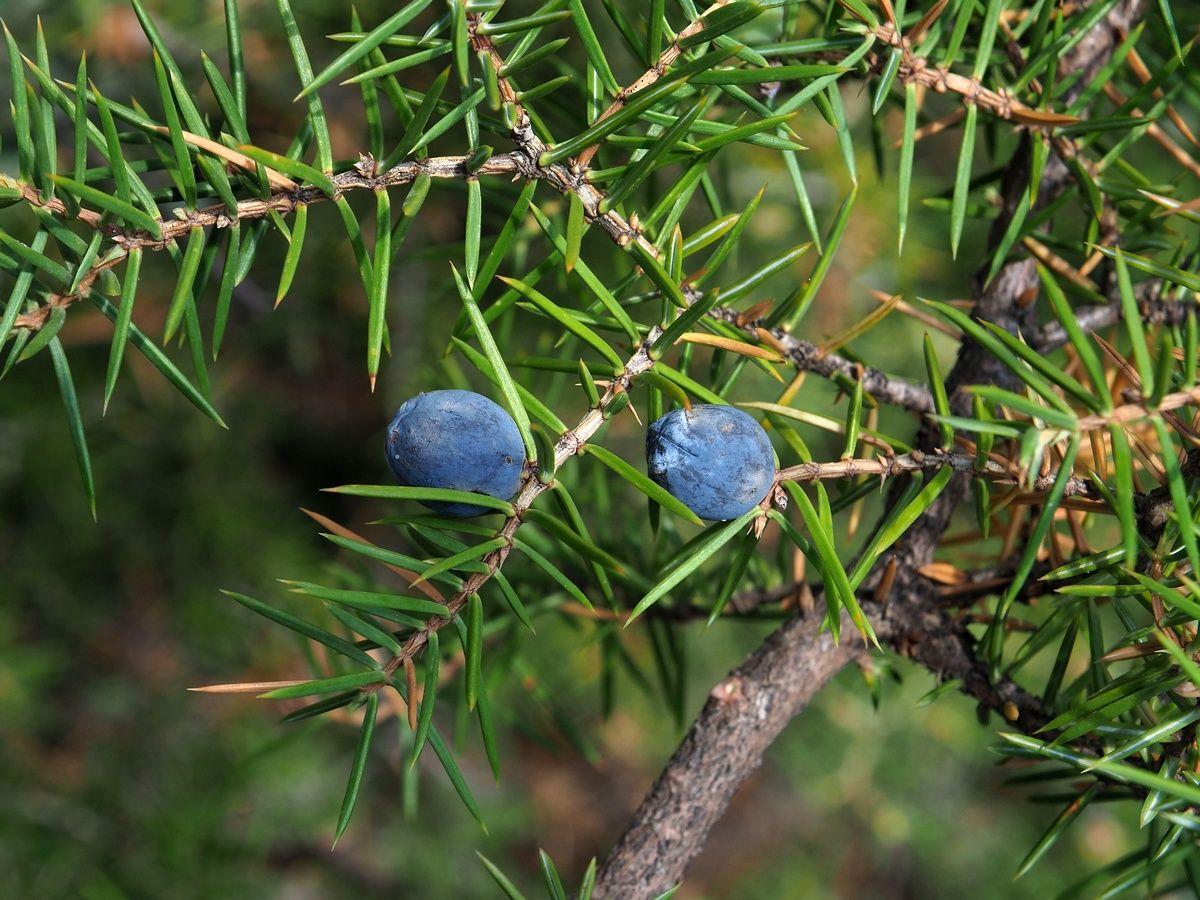 Juniperus communis fruit extract 8