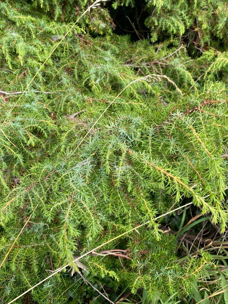 Juniperus Communis Fruit Oil 1