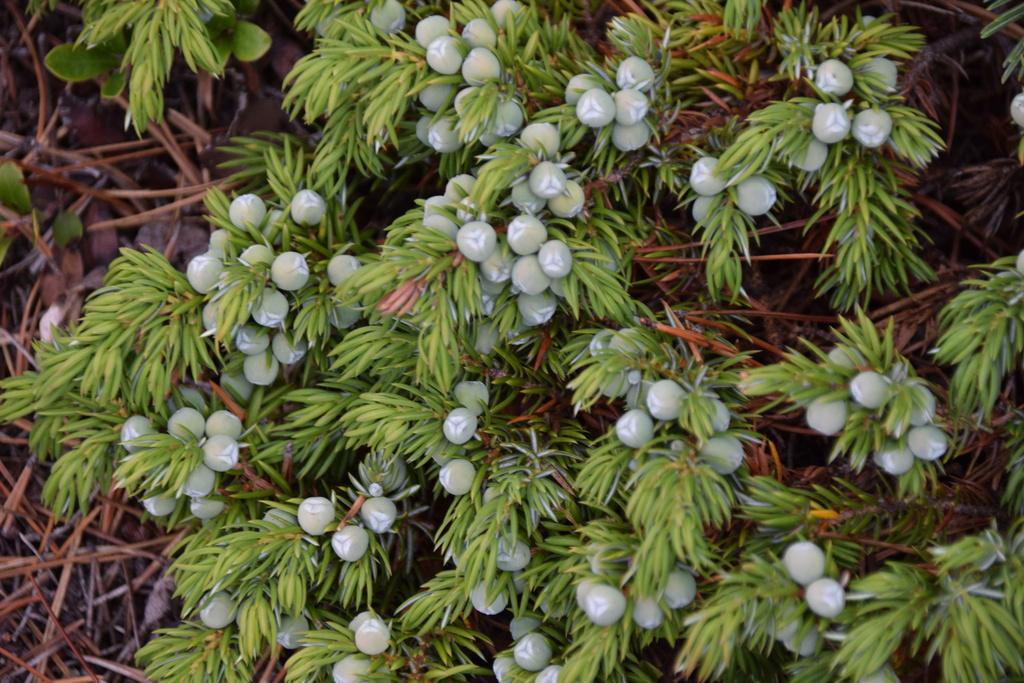 Juniperus Communis Fruit Oil 3