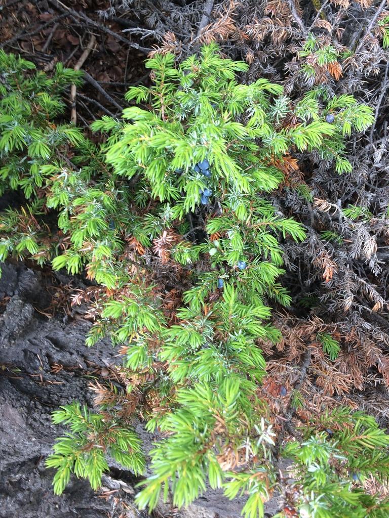 Juniperus Communis Fruit Oil 2