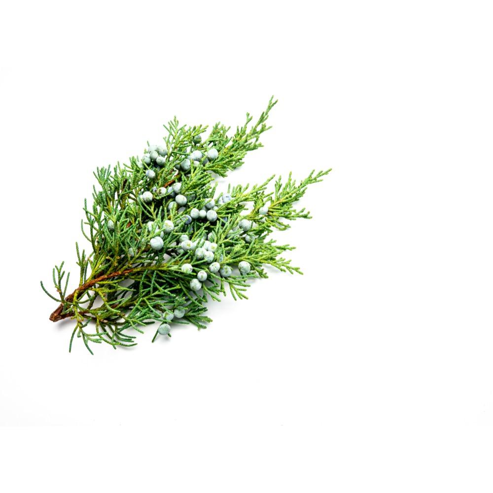 Juniper Berry 4