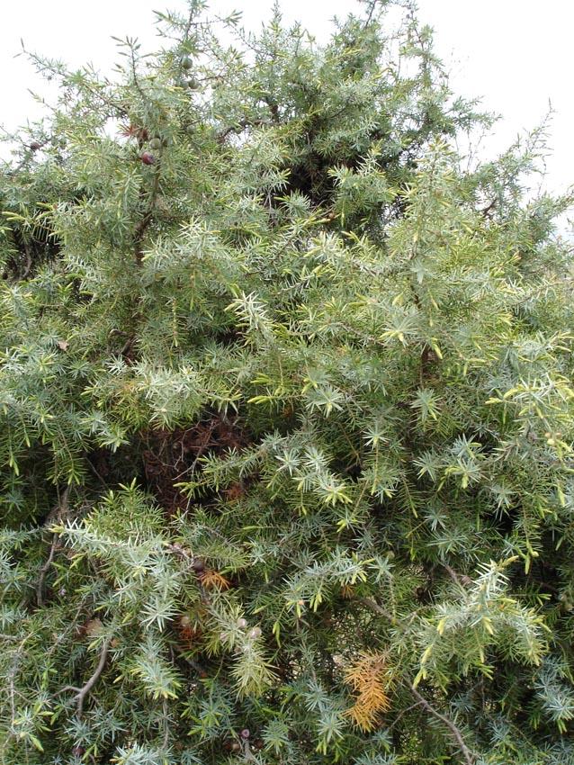 Juniperus oxycedrus fruit extract 1