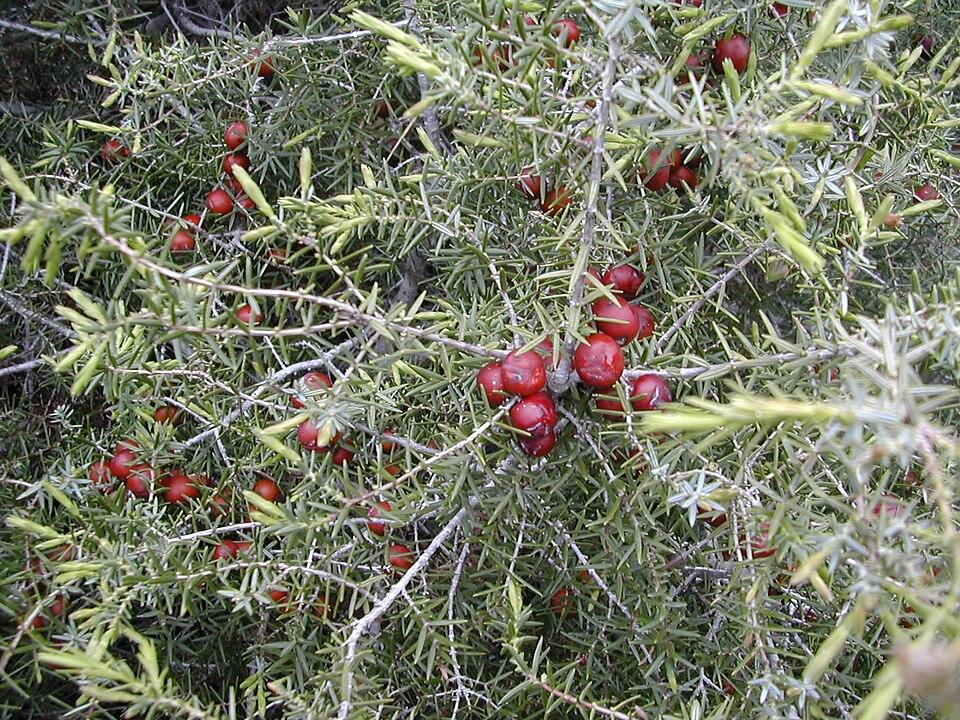 Juniperus oxycedrus fruit extract 4