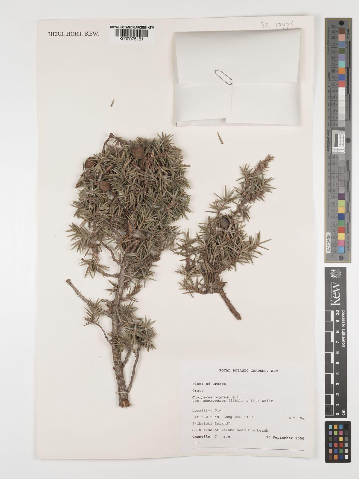 Juniperus oxycedrus fruit extract 6