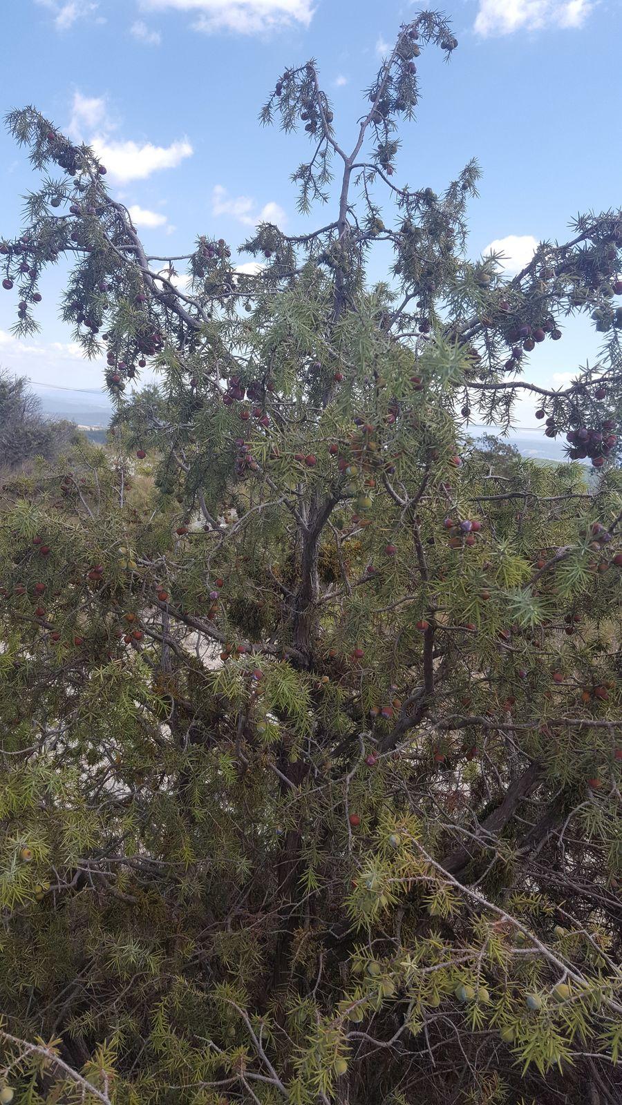 Juniperus oxycedrus fruit extract 5