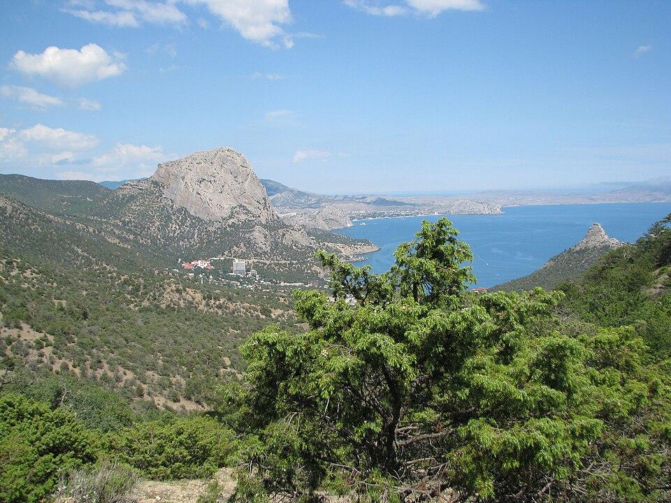 Juniperus Oxycedrus Tar 2
