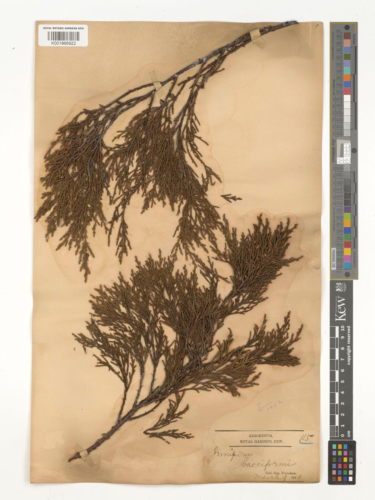 Juniperus phoenicea extract 6