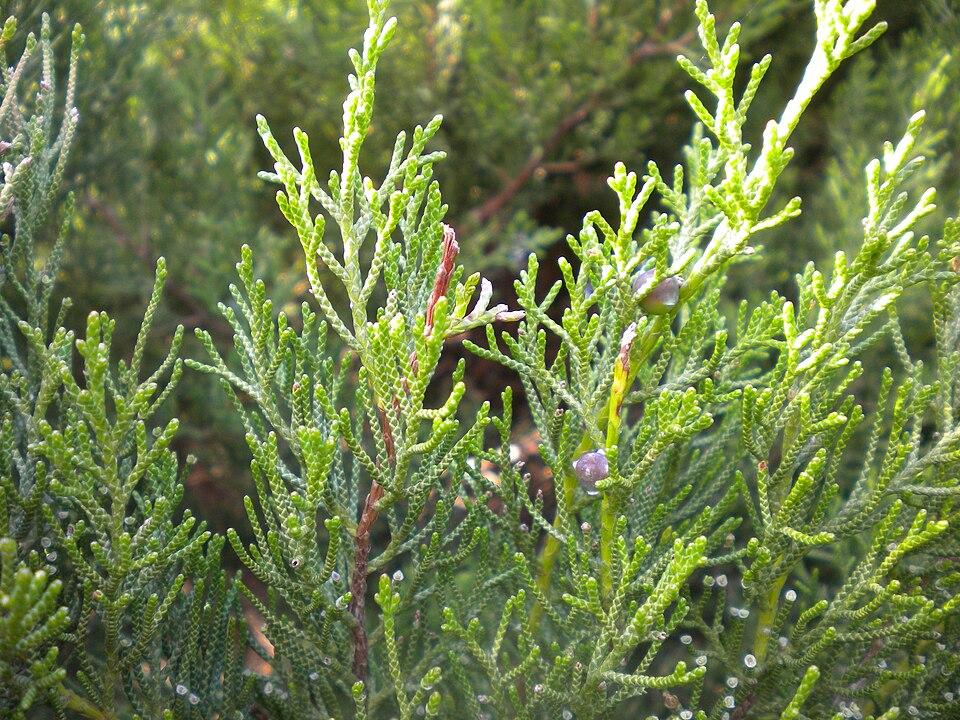 Juniperus phoenicea gum extract 2