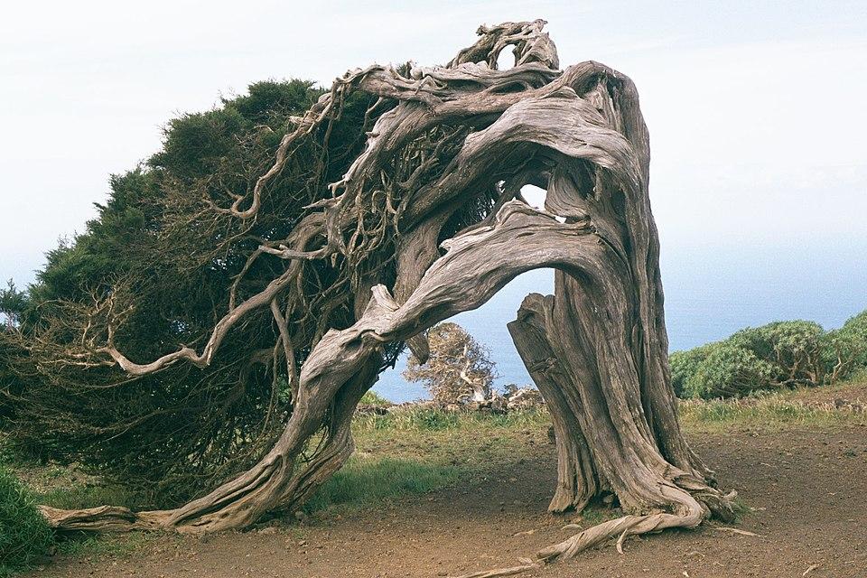 Juniperus phoenicea gum extract 4