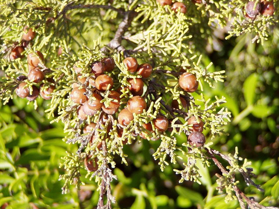 Juniperus phoenicea gum extract 1