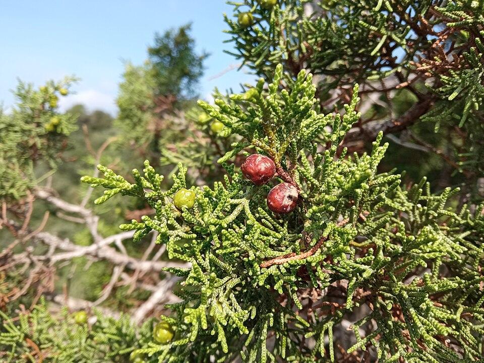 Juniperus phoenicea gum extract 3