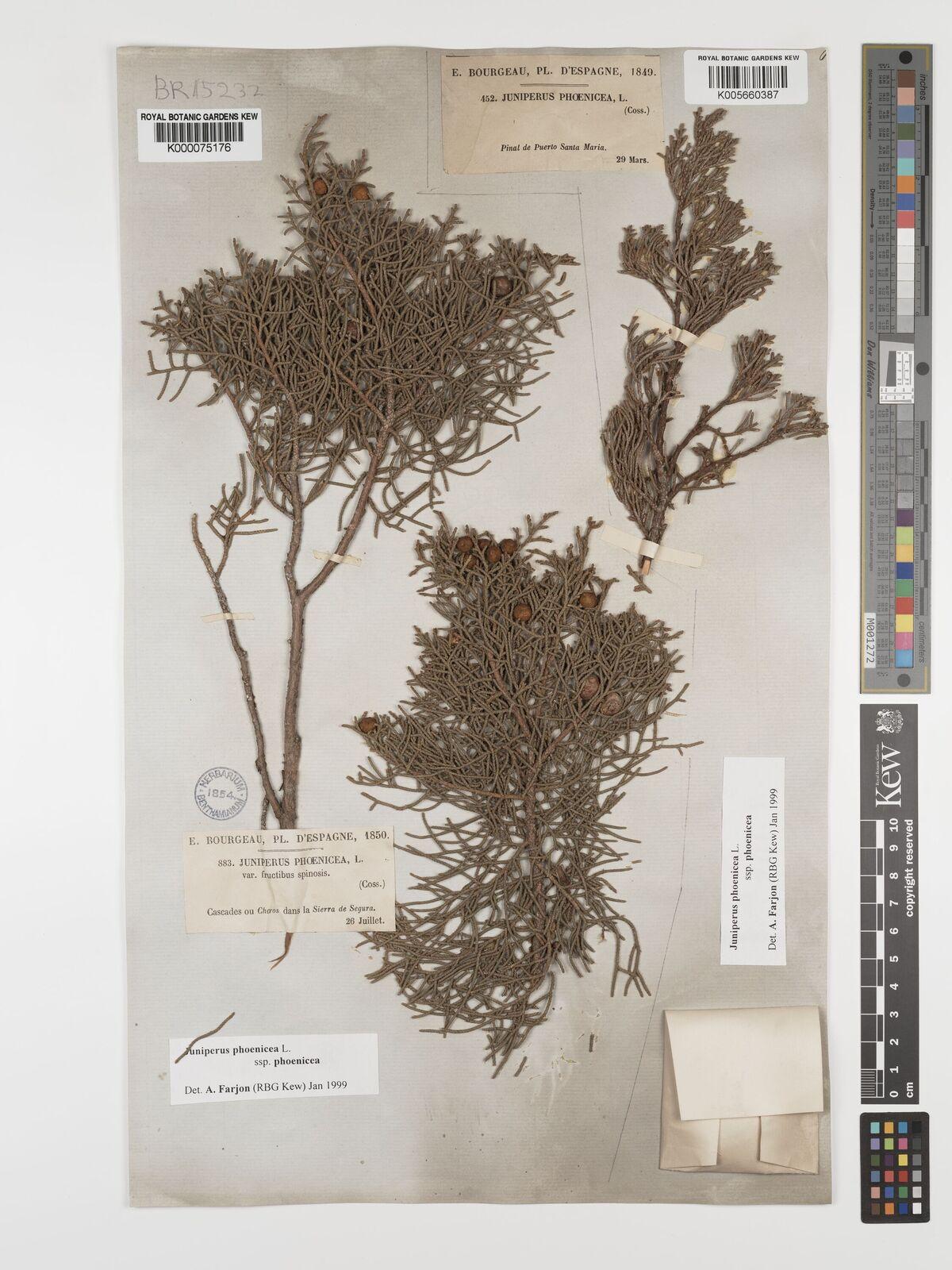 Juniperus phoenicea gum extract 5