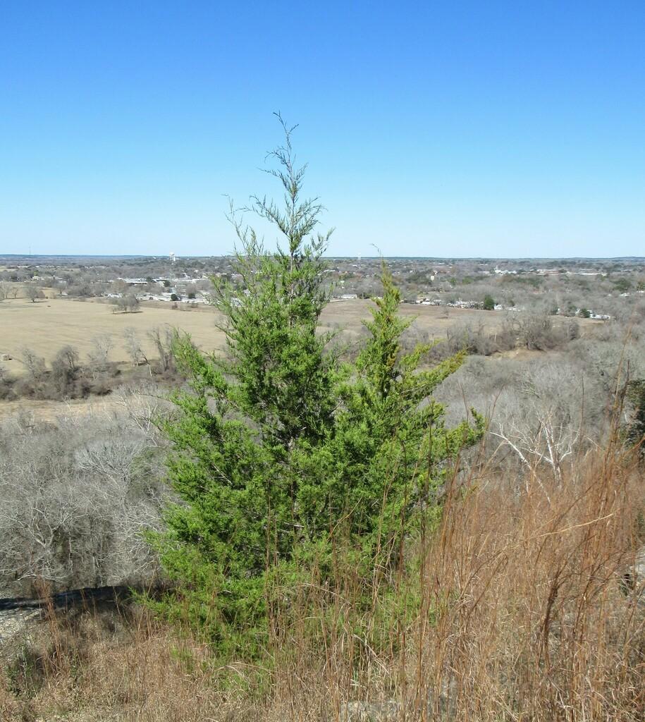 Juniperus Virginiana (Cedar) Wood Oil 2