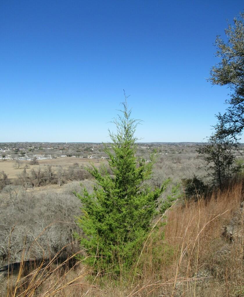 Juniperus Virginiana (Cedar) Wood Oil 3