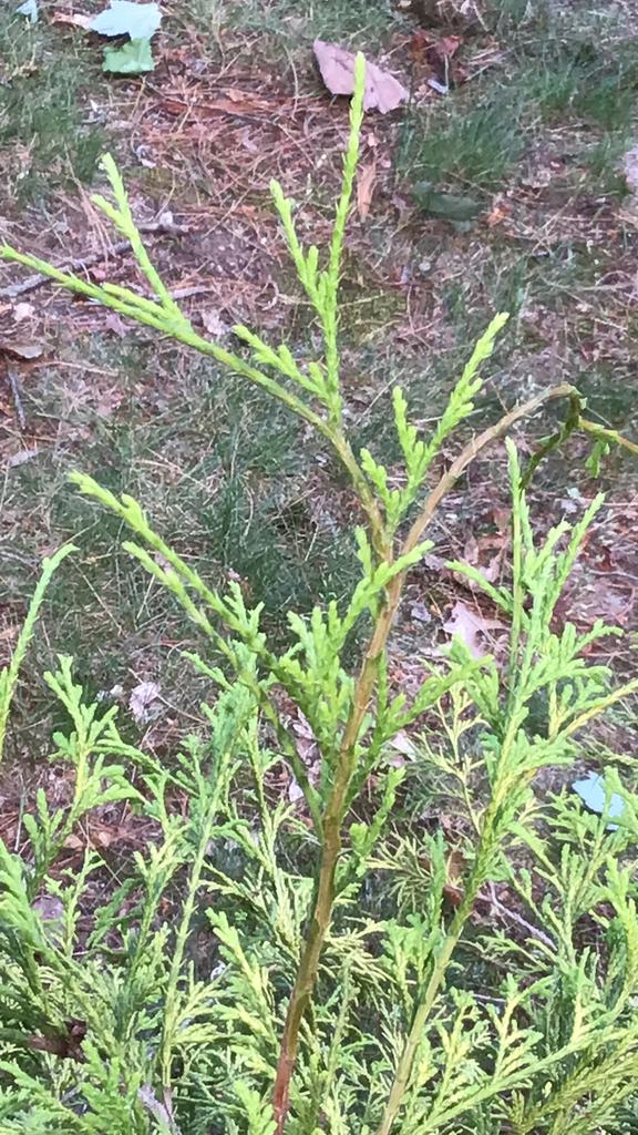 Juniperus Virginiana (Cedar) Wood Oil 4