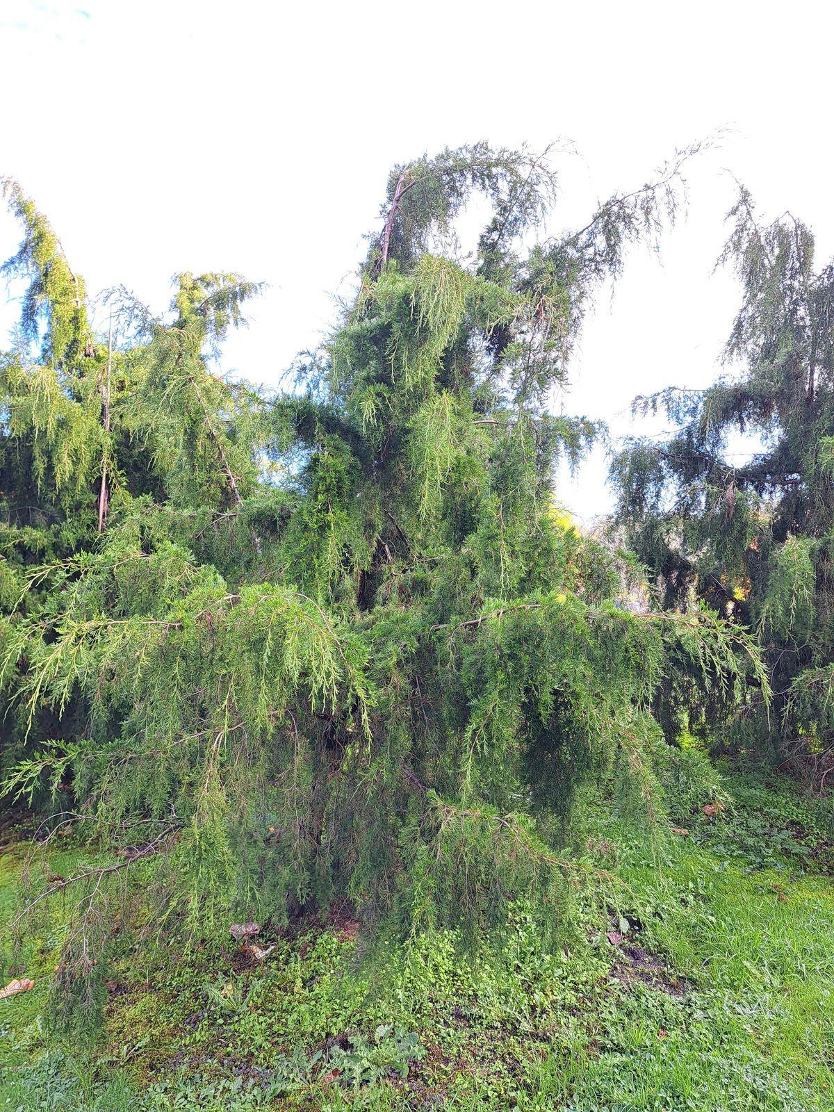 Juniperus virginiana (Virginia Cedar) oil 4