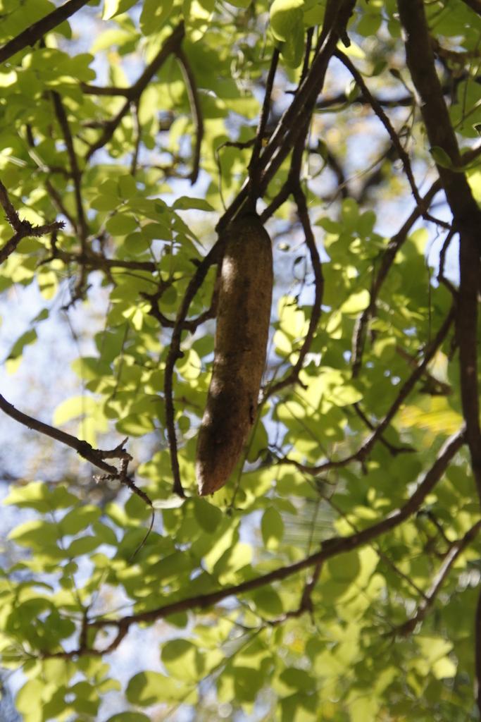 Kigelia Africana Fruit Extract 3