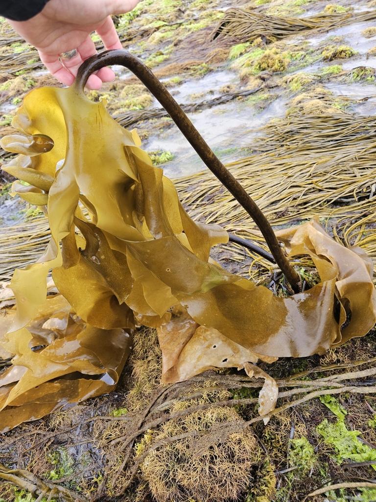 Laminaria Ochroleuca Extract 4