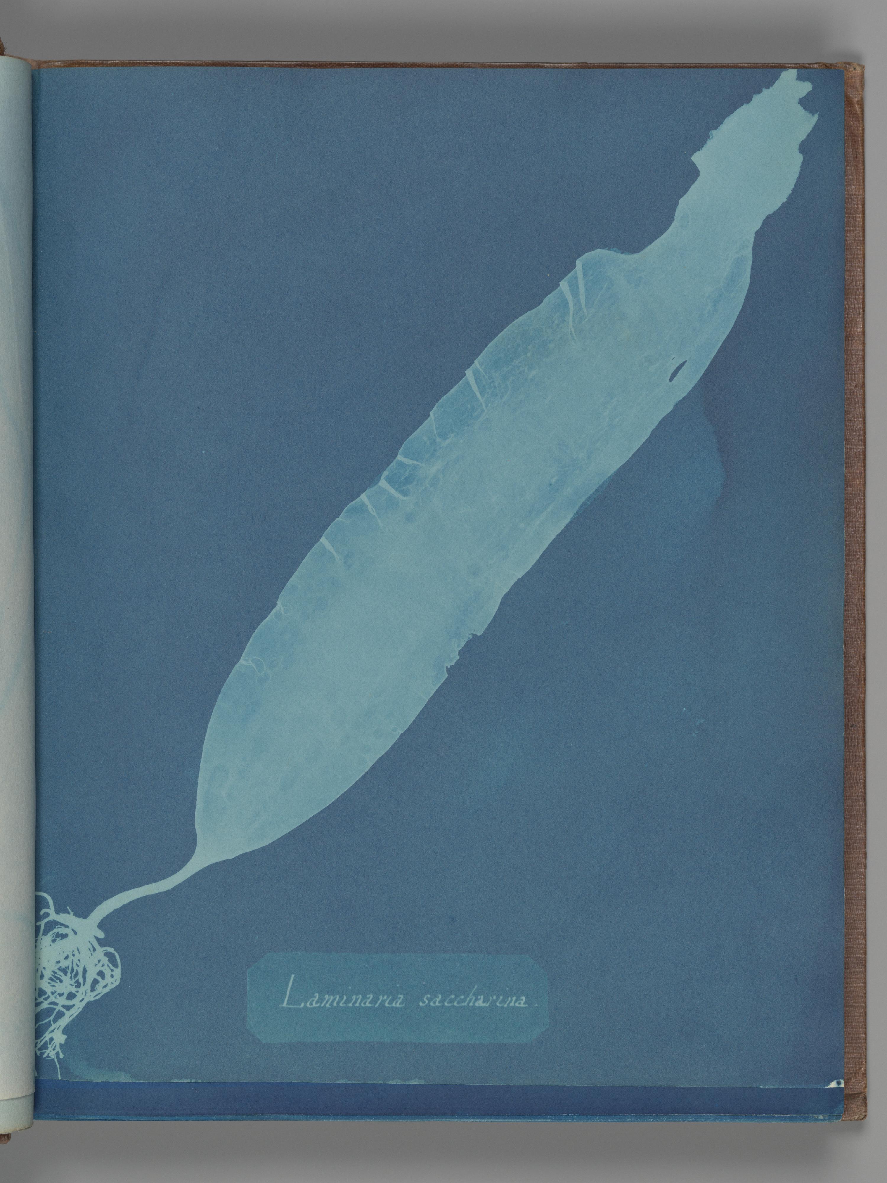 Laminaria saccharina extract 3