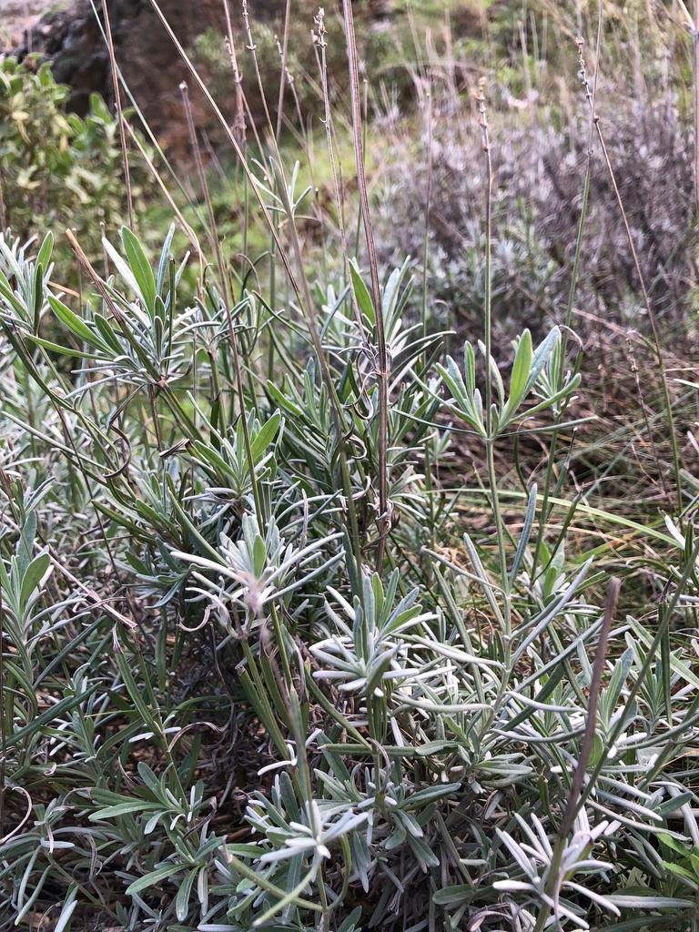 Lavandula Angustifolia (Lavender) Flower Extract 2