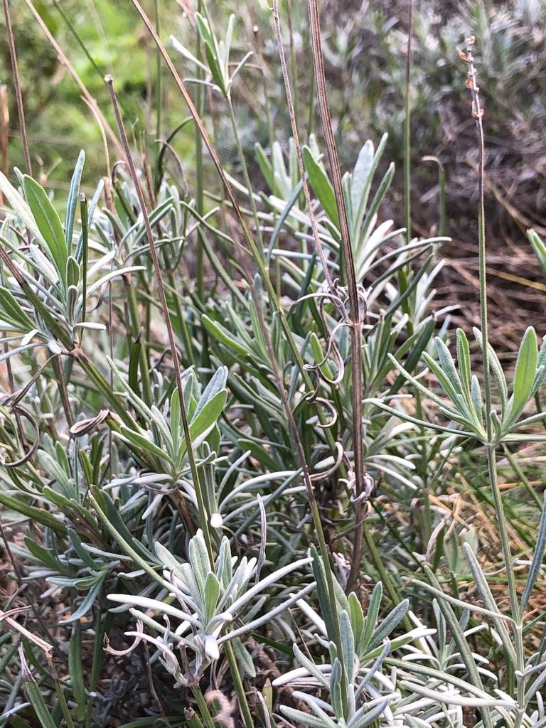 Lavandula Angustifolia (Lavender) Flower Extract 3