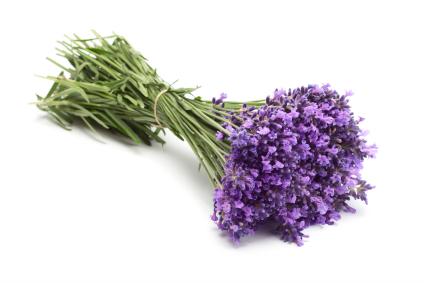 Lavender 1