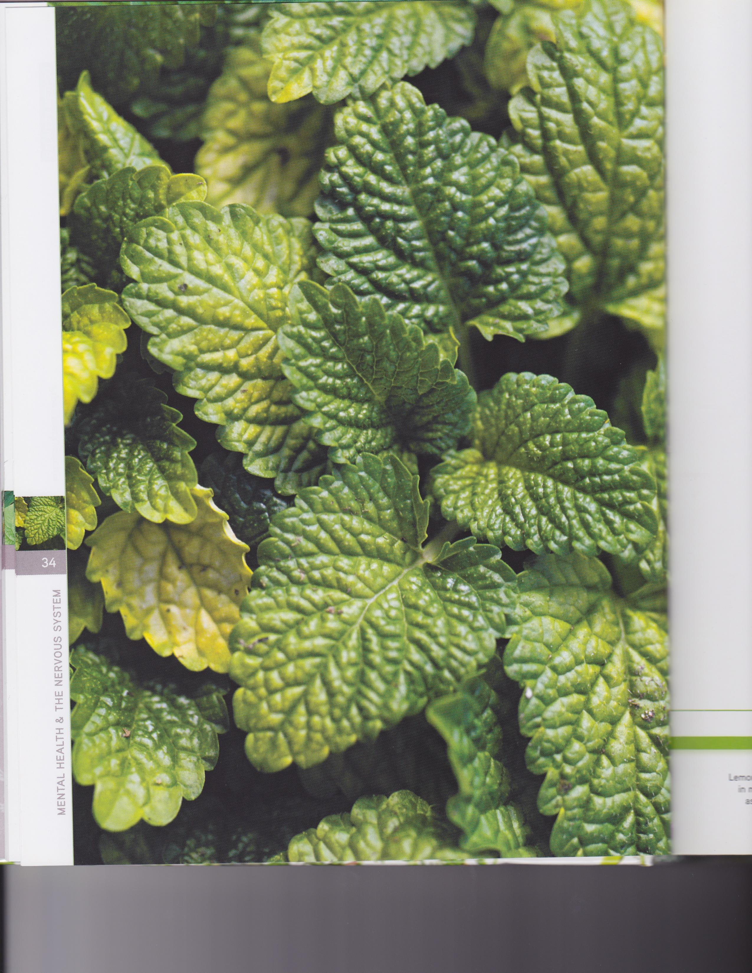Lemon Balm 3