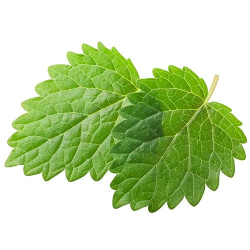 Lemon Balm 2