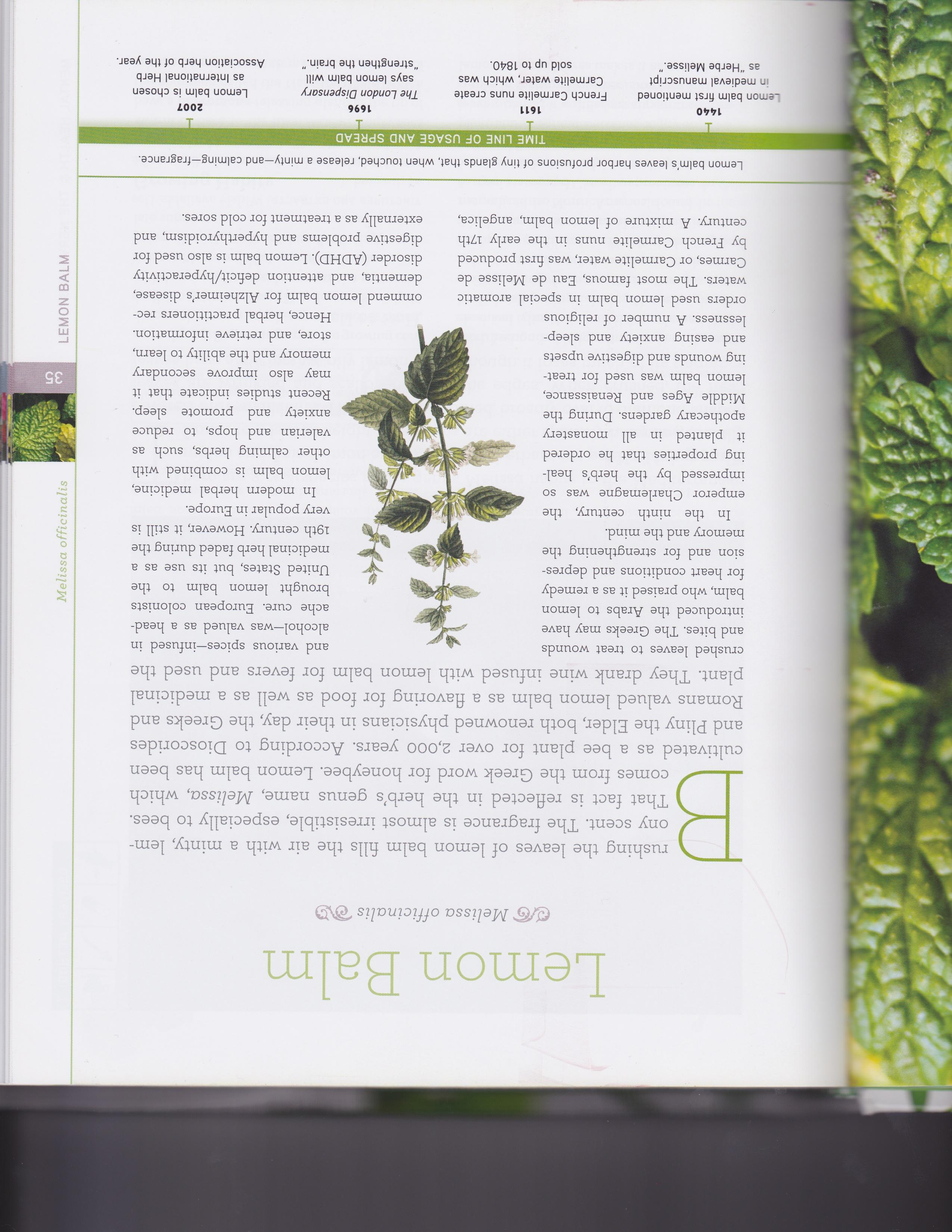 Lemon Balm 1