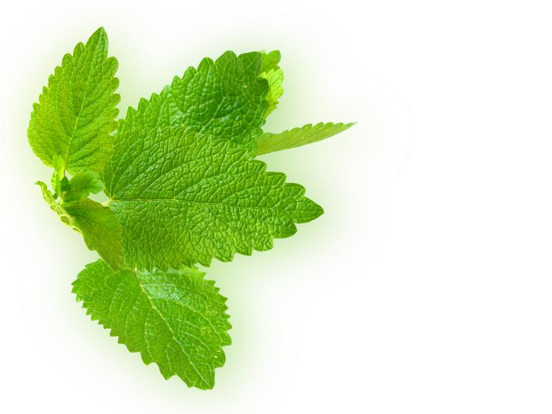 Lemon Balm 5