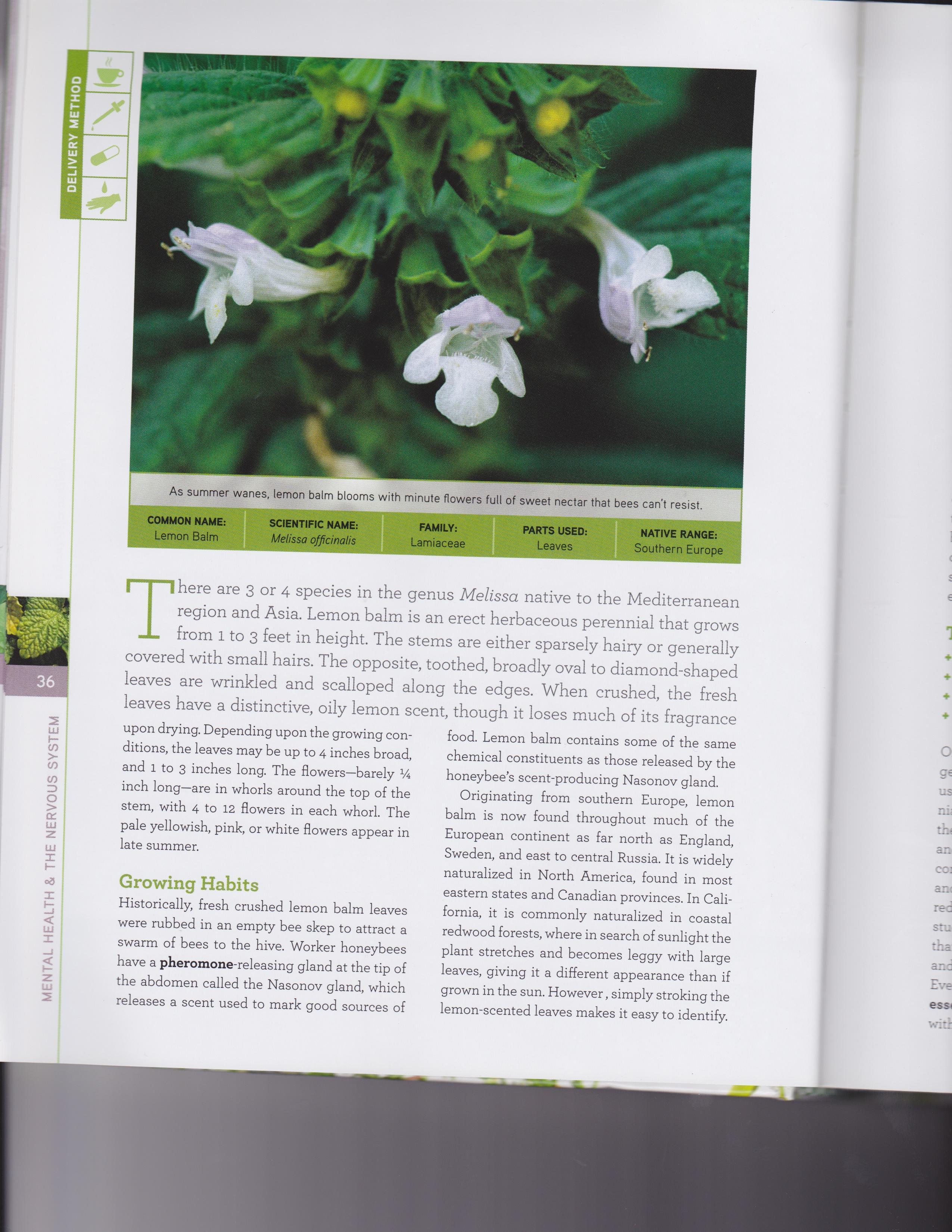 Lemon Balm 6