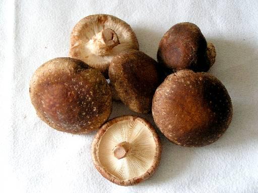 Lentinus edodes (Shiitake Mushroom) extract 1