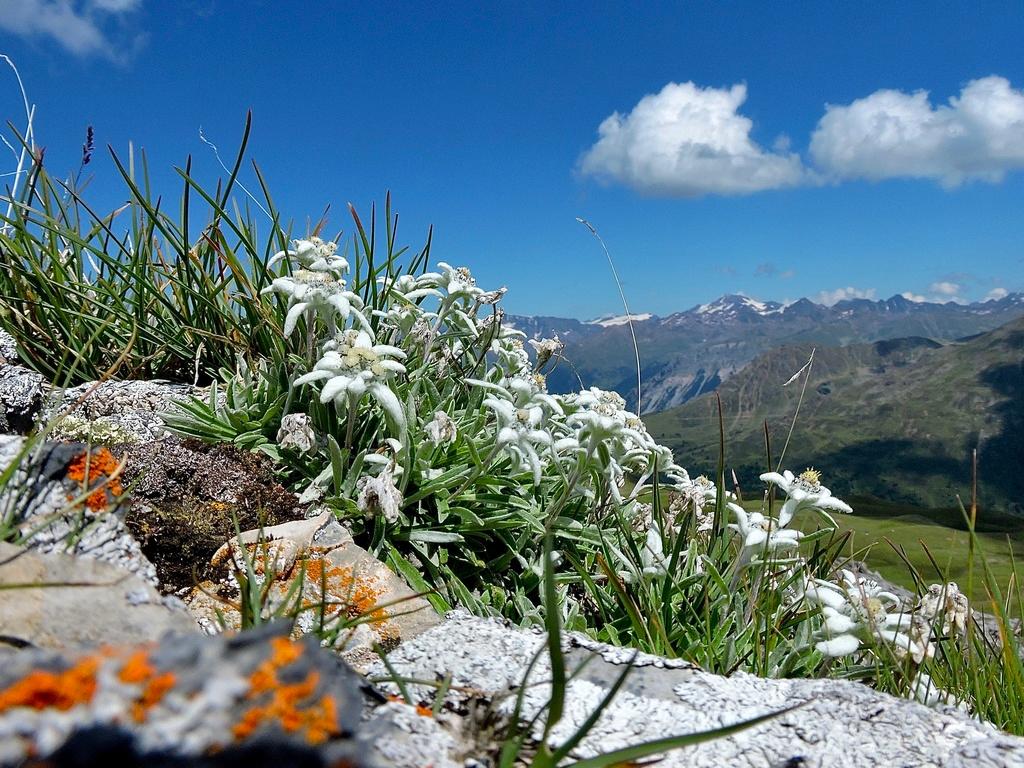 LEONTOPODIUM ALPINUM CALLUS CULTURE EXTRACT 4