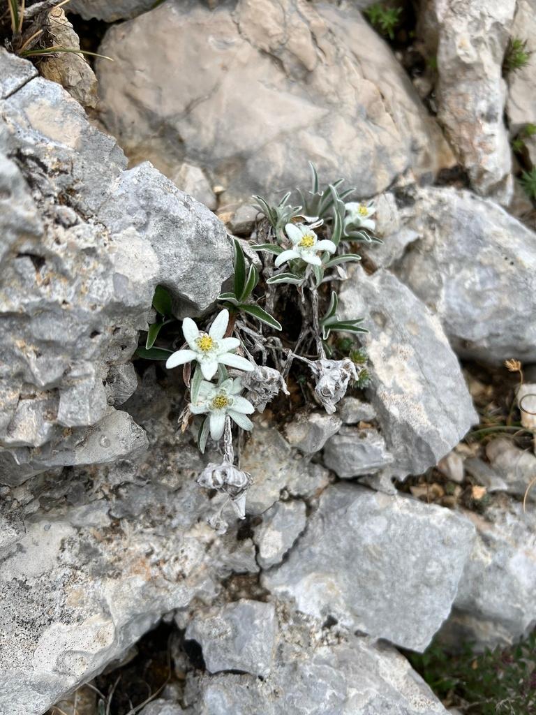 LEONTOPODIUM ALPINUM CALLUS CULTURE EXTRACT 1