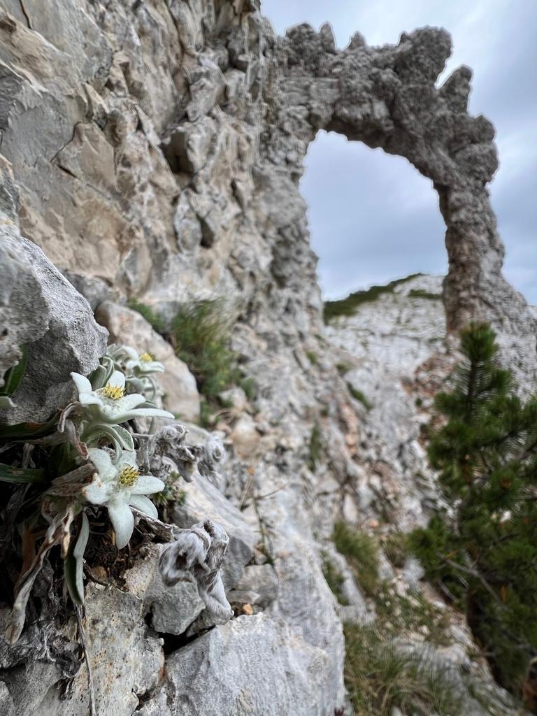 LEONTOPODIUM ALPINUM CALLUS CULTURE EXTRACT 2