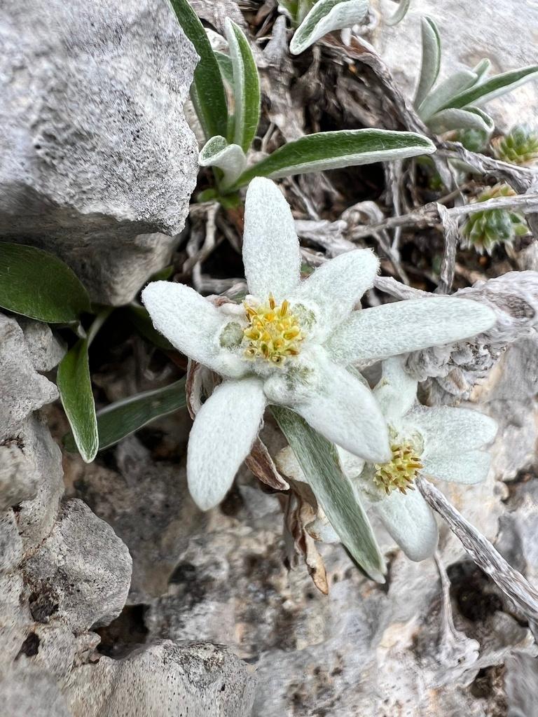 LEONTOPODIUM ALPINUM CALLUS CULTURE EXTRACT 3