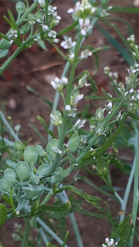 Lepidium Sativum Sprout Extract 1