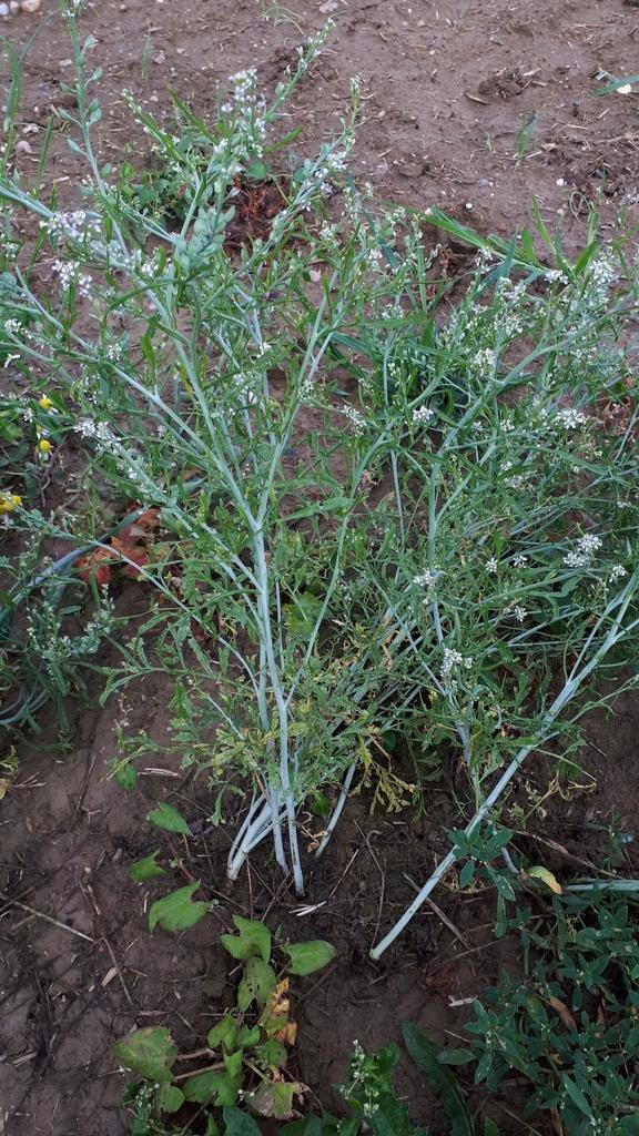Lepidium Sativum Sprout Extract 2