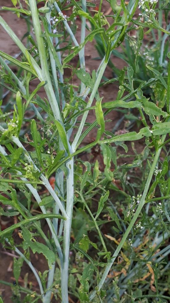 Lepidium Sativum Sprout Extract 3