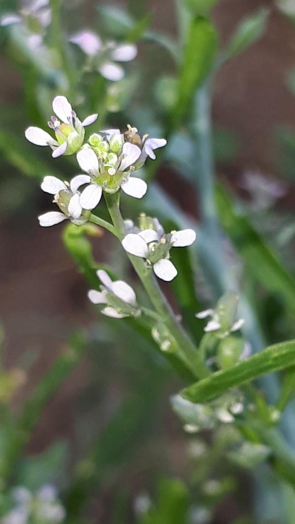 Lepidium Sativum Sprout Extract 4