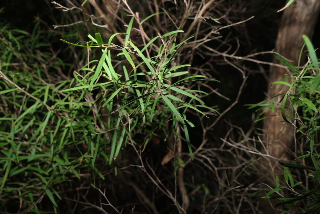 LEPTOSPERMUM PETERSONII OIL 1
