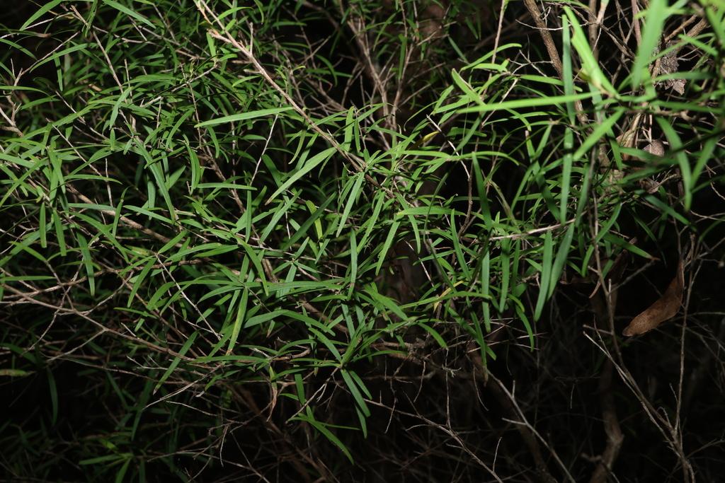 LEPTOSPERMUM PETERSONII OIL 2