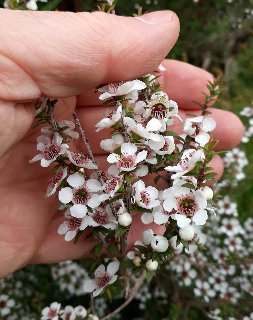 LEPTOSPERMUM SCOPARIUM BRANCH/LEAF OIL 2