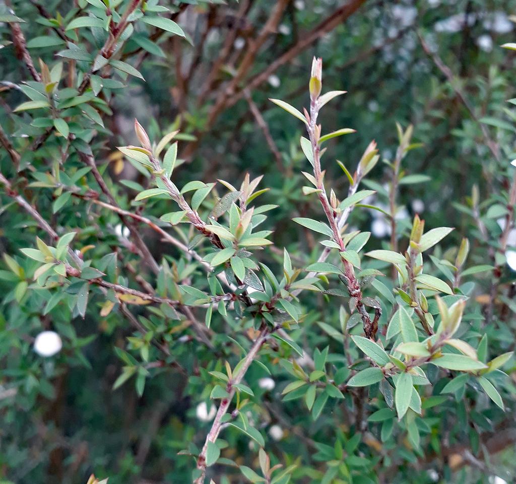 LEPTOSPERMUM SCOPARIUM BRANCH/LEAF OIL 3