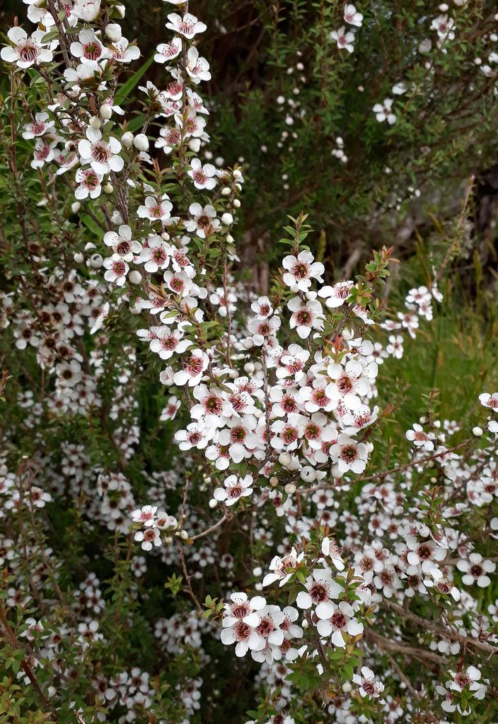 LEPTOSPERMUM SCOPARIUM BRANCH/LEAF OIL 4